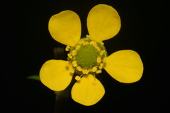 Geum macrophyllum macrophyllum