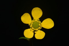 Geum macrophyllum macrophyllum