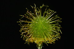 Geum macrophyllum macrophyllum