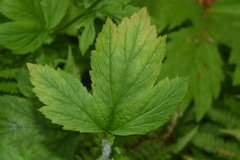 Geum macrophyllum macrophyllum