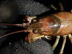 Faxonius rusticus × propinquus