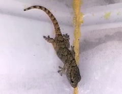 Tarentola mauritanica