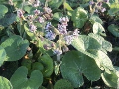 Petasites pyrenaicus