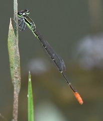 Agriocnemis gratiosa