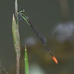 Agriocnemis gratiosa