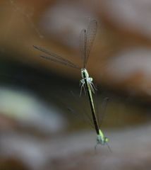 Agriocnemis gratiosa