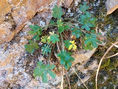 Potentilla hirta