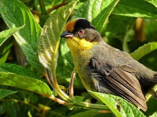 Pale-naped Brushfinch (Atlapetes pallidinucha), photo 5