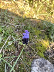 Muscari pulchellum