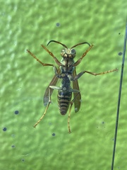 Polistes jokahamae