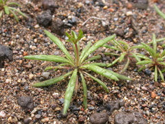 Oxytheca dendroidea