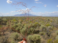 Oxytheca dendroidea