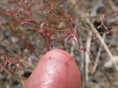 Oxytheca dendroidea
