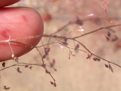 Oxytheca dendroidea