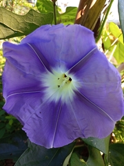 Ipomoea clavata