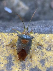 Acanthosoma denticaudum
