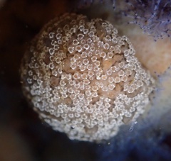 Distaplia occidentalis