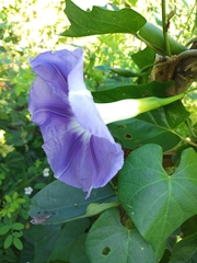 Ipomoea clavata