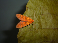 Elysius