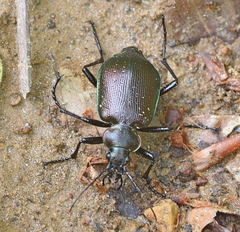 Calosoma inquisitor