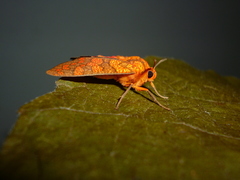 Elysius