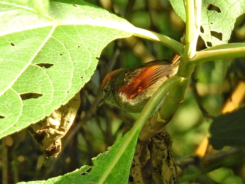 Azara's Spinetail illustration