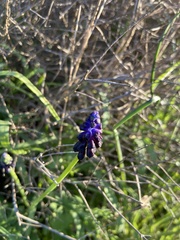Muscari commutatum