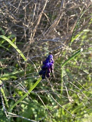Muscari commutatum