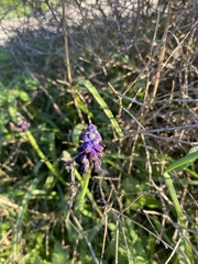 Muscari commutatum