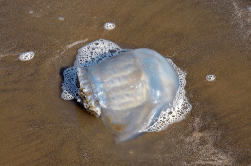 Cannonball Jelly photographed in Louisiana