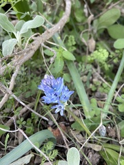 Bellevalia hyacinthoides