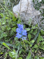 Bellevalia hyacinthoides