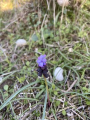 Muscari pulchellum