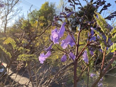 Jacaranda