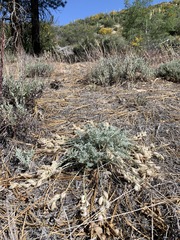 Astragalus leucolobus