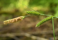 Carex laevigata