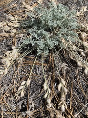 Astragalus leucolobus