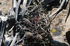 Echinocereus lindsayorum