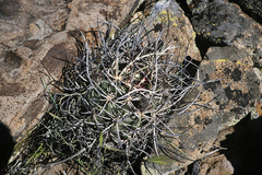 Echinocereus lindsayorum
