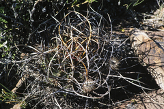Echinocereus lindsayorum