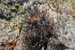 Echinocereus lindsayorum