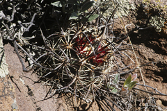 Echinocereus lindsayorum