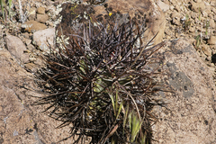 Echinocereus lindsayorum