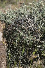 Echinocereus lindsayorum