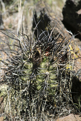 Echinocereus lindsayorum