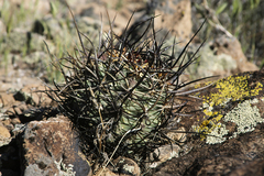 Echinocereus lindsayorum