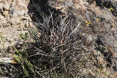 Echinocereus lindsayorum