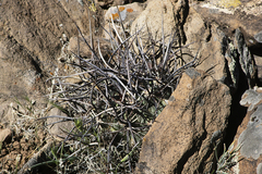 Echinocereus lindsayorum