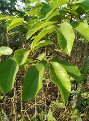 Milicia excelsa