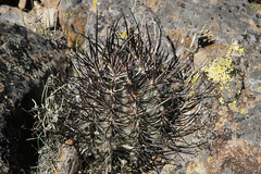 Echinocereus lindsayorum